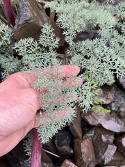 Lomatium minus