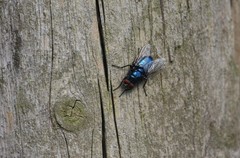 Protocalliphora azurea