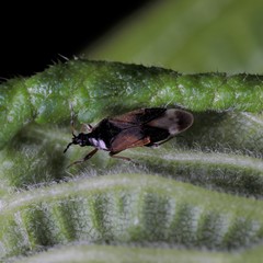 Anthocoris gallarumulmi