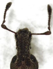 Listroderes difficilis