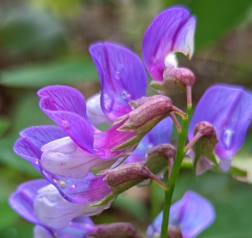 Image of Lathyrus polyphyllus by (c) John A Haskins, some rights reserved (CC BY)