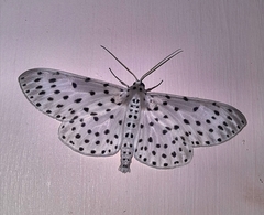 Antipercnia belluaria