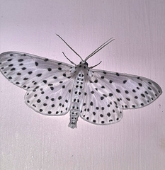 Antipercnia belluaria