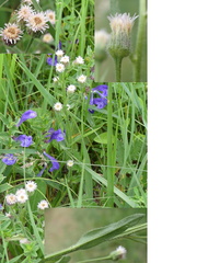 Erigeron acris acris