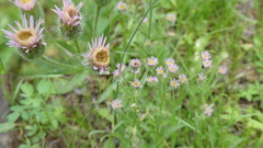Erigeron acris acris