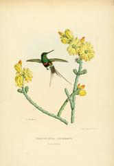 Black-Bellied Thorntail photo 4