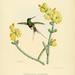 Mustahapsukolibri - Photo Louis Victor Bevalet (1808-), ei tunnettuja tekijänoikeusrajoituksia (Tekijänoikeudeton)
