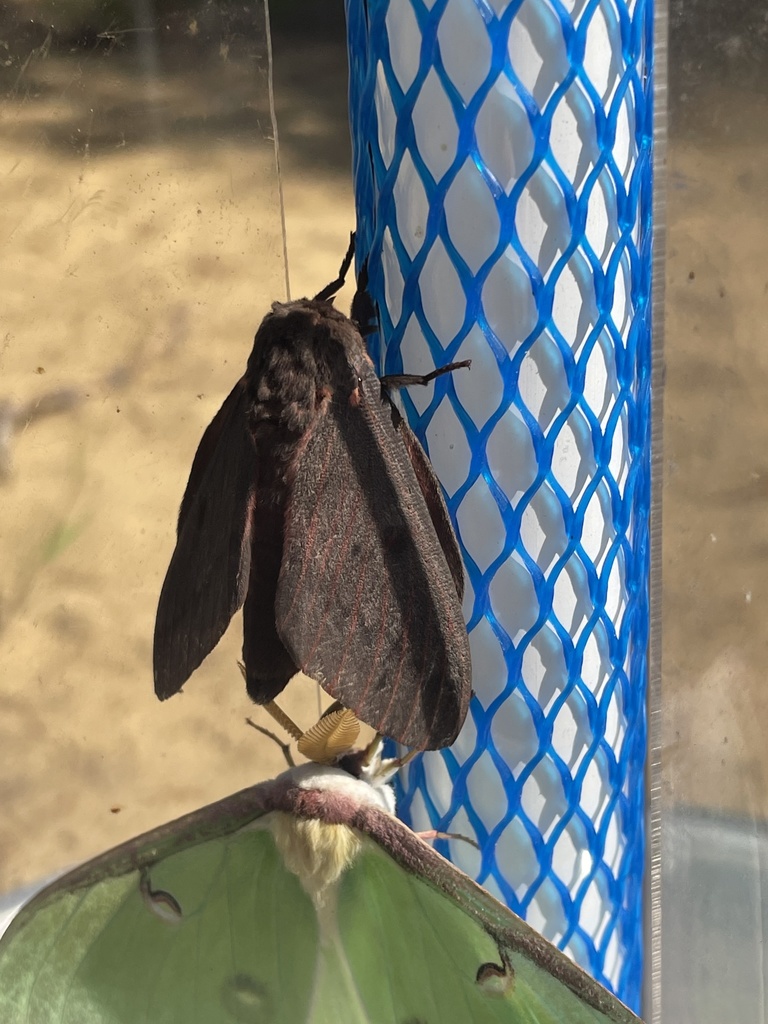 Pine-devil Moth