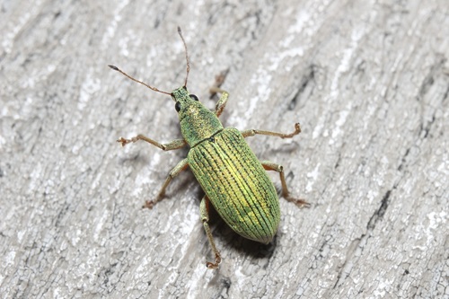 Green Immigrant Leaf Weevil, photo 4 of 7