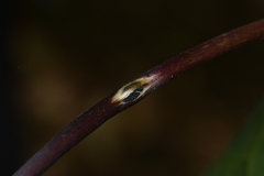 Sclerotinia