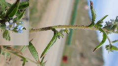 Eritrichium thymifolium