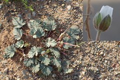 Erodium tibetanum