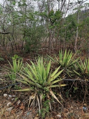 Agave convallis