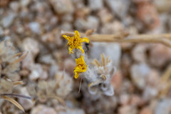 Eriophyllum pringlei