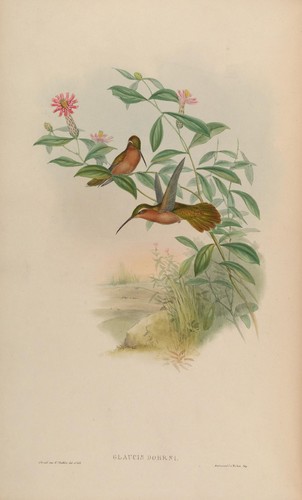 Hook-billed Hermit