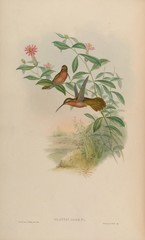 Hook-Billed Hermit photo 3