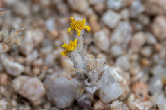 Eriophyllum pringlei