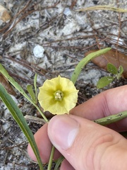 Physalis angustifolia