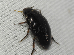 Tropisternus blatchleyi