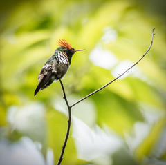 Frilled Coquette photo 5