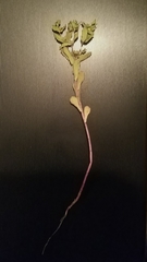 Euphorbia texana