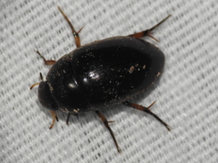 Tropisternus blatchleyi