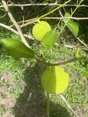 Maclura