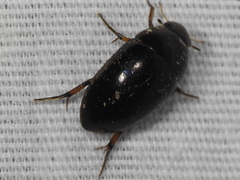 Tropisternus blatchleyi