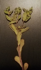 Euphorbia texana