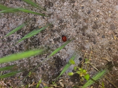 Coccinella septempunctata
