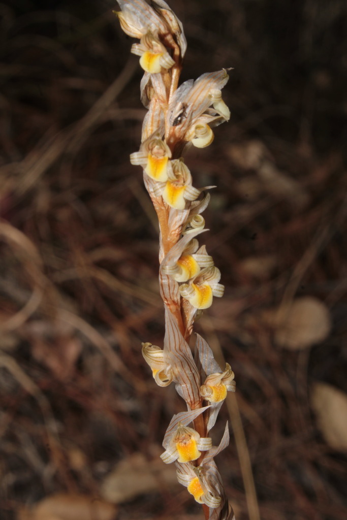 Deiregyne falcata