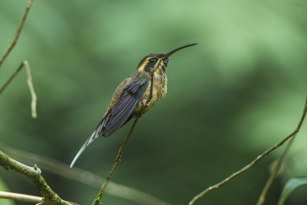 Dusky-throated Hermit photo