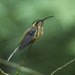 Dusky-throated Hermit - Photo (c) Francesco Veronesi, some rights reserved (CC BY-SA)
