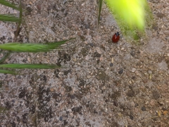 Coccinella septempunctata