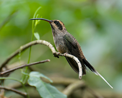 Scale-Throated Hermit photo 3