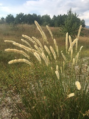 Melica transsilvanica