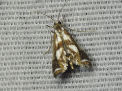Chrysendeton imitabilis