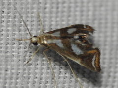 Chrysendeton imitabilis