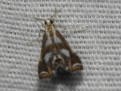 Chrysendeton imitabilis