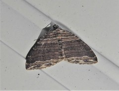 Anticlea multiferata