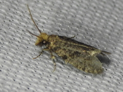 Amydria margoriella