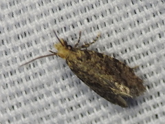 Amydria margoriella