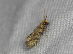 Amydria margoriella