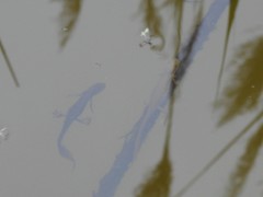 Lissotriton vulgaris