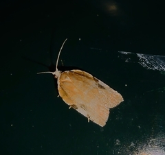 Acleris cervinana