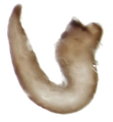 Listroderes difficilis