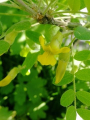 Caragana arborescens