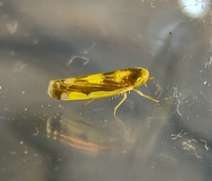 Eupteryx flavoscuta