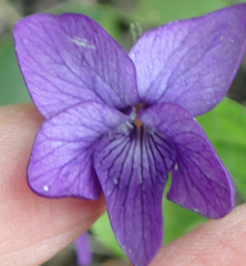 Viola langsdorffii