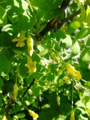 Caragana arborescens